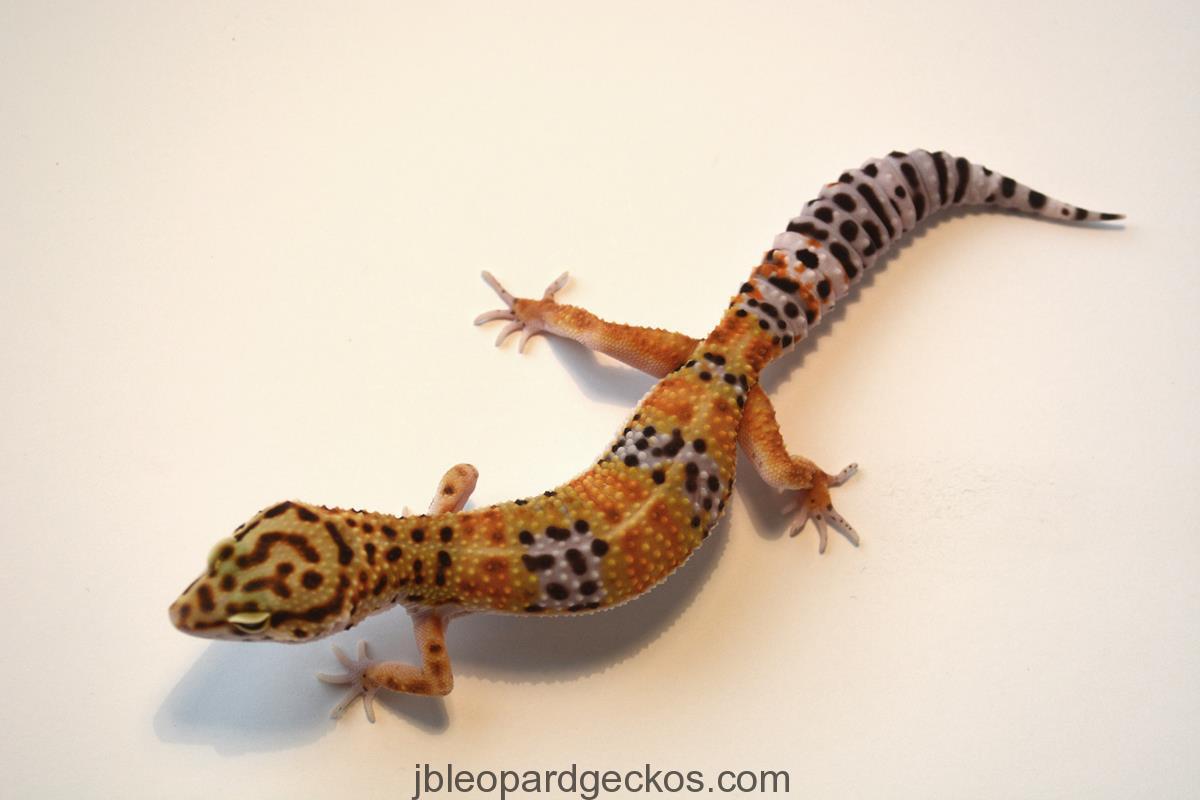 DSC_2071 | JB Leopard Geckos