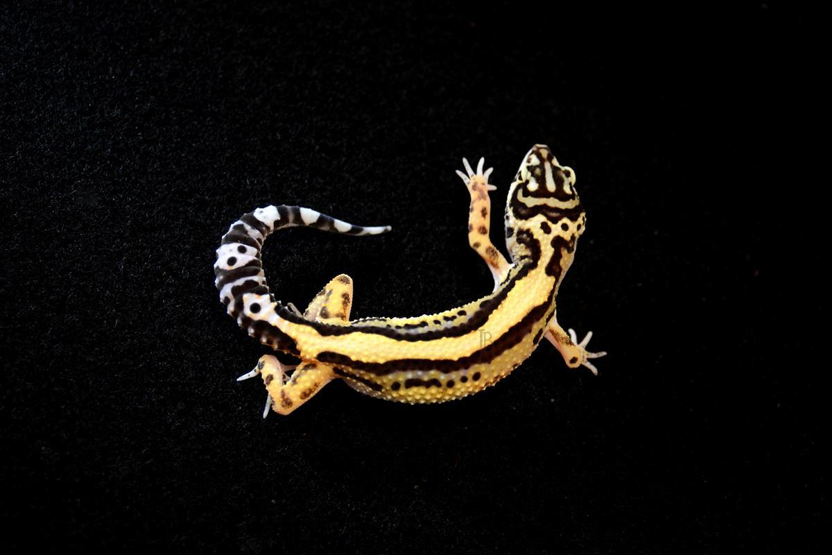 dsc-4430-copy-jb-leopard-geckos