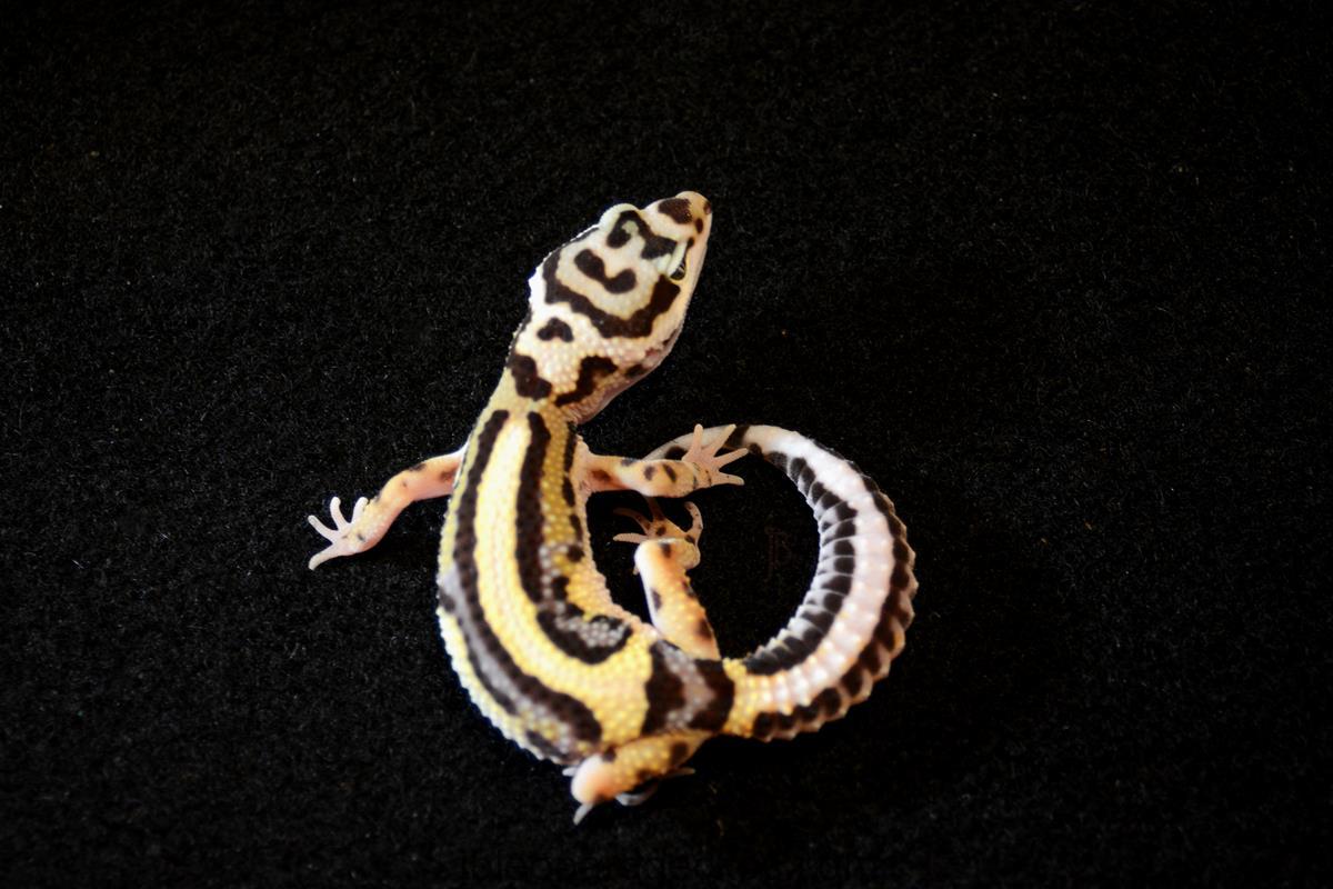 dsc-4495-copy-jb-leopard-geckos