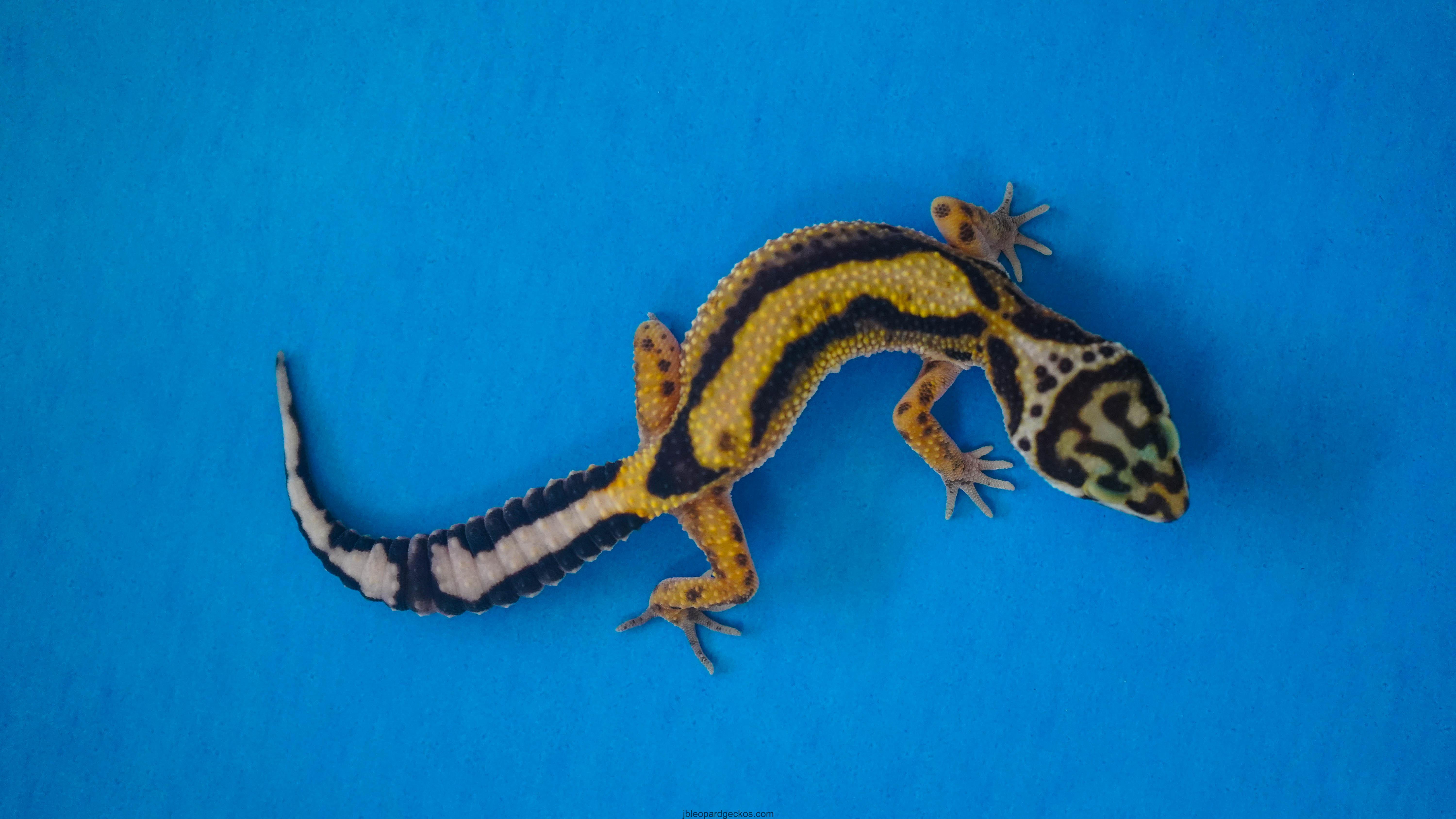 emerine tangerine leopard gecko emerine tangerine leopard gecko
