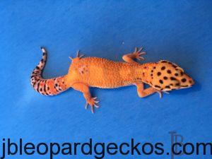 Gecko Alt Tag