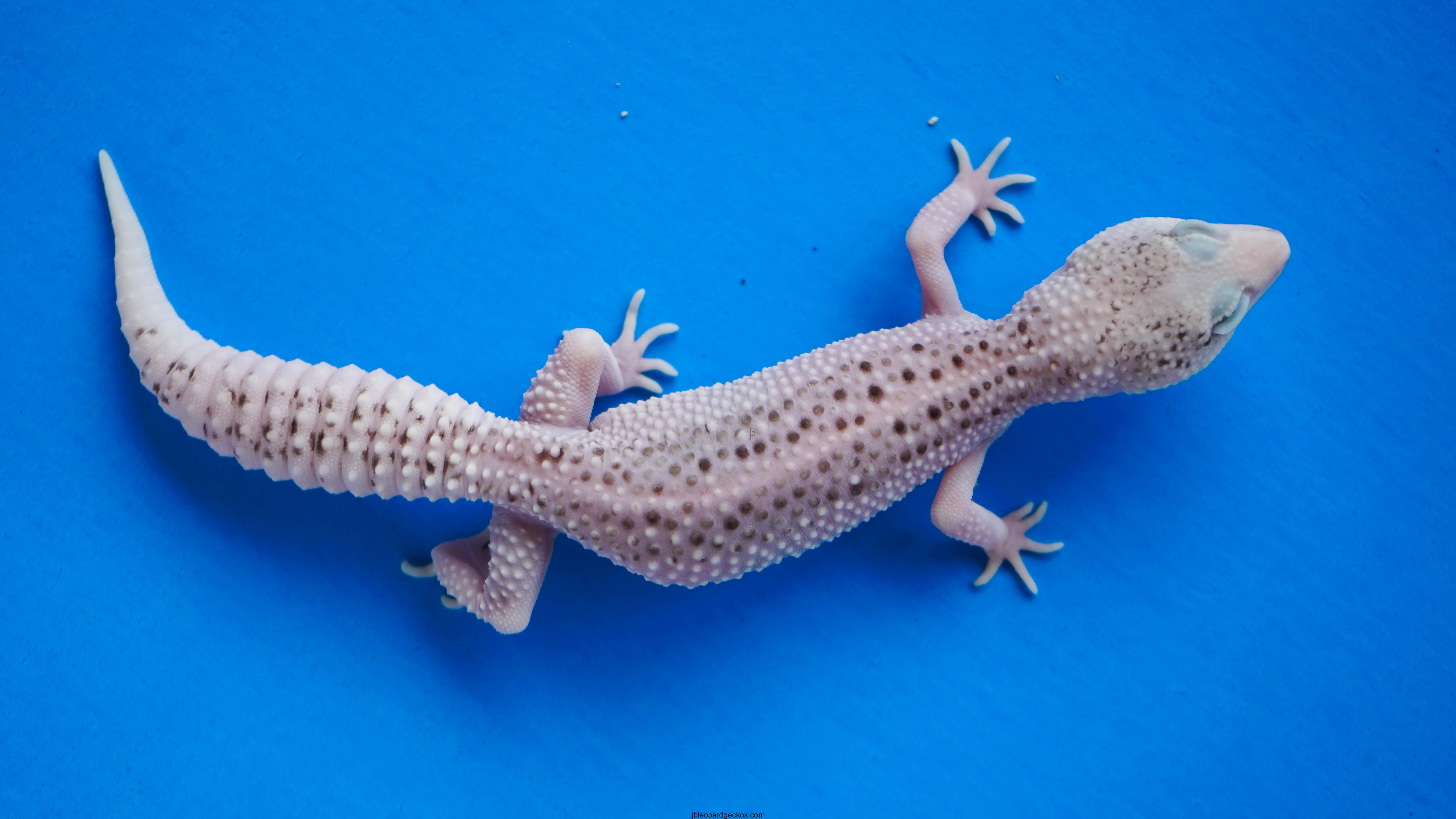 Geckos JB Leopard Geckos.